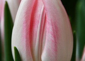 Tulipa Serine (3)